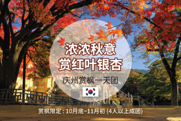 庆州赏枫一天团